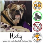 nicky.jpg nicky.jpg
