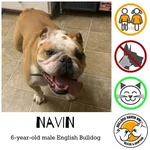 navin.webp navin.webp