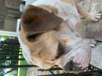 bullie_13.jpg bullie_13.jpg