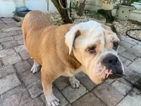 bullie_13_2.webp