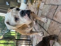 bullie_13_3.jpg bullie_13_3.jpg