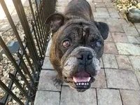 angus_10_2.webp