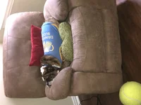 Bubba  on Chair.webp