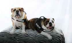 IMG-20190313-WA0001.webp