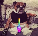 bulldoggy1.webp bulldoggy1.webp