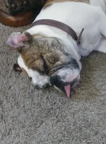 dog toung.webp