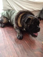 angus.webp