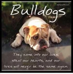 Bulldogs 36.webp Bulldogs 36.webp