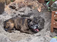 angus dirt.webp