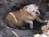 bullie dirt.webp