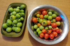 tomatskÃ¶rd.webp