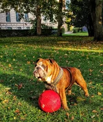 castor o boll 3.webp