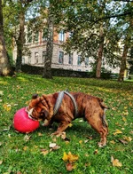 castor o boll 1.webp