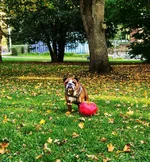 castor o boll 2.webp