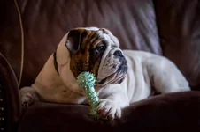 Bruno 6 months.webp