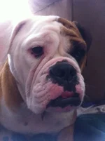 bella.webp bella.webp