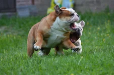 toofs.webp