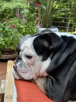 Harvey.webp