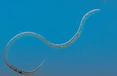vinegar-eels.webp vinegar-eels.webp