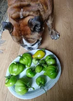 tomatplockaren1.webp