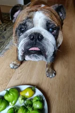 tomatplockaren2.webp