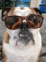 Jackson sunglasses.webp Jackson sunglasses.webp
