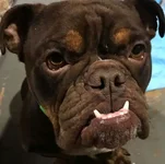 odin.webp