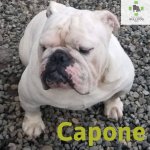 capone.jpg capone.jpg