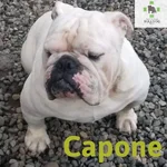 capone.webp capone.webp