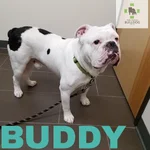 buddy.webp