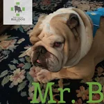 mrb.webp mrb.webp