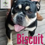 biscuit.jpg