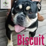 biscuit.webp biscuit.webp