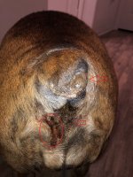 Bear Anal Gland Pic.jpeg Bear Anal Gland Pic.jpeg