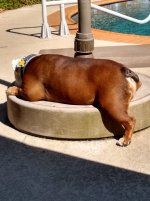 Turkey leg.jpg