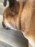 maxies cheek.webp maxies cheek.webp