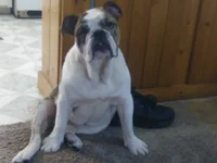 dog4.webp