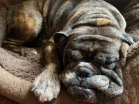 angus sleep.webp angus sleep.webp
