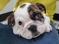 bulldog puppy.webp