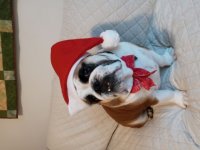 christmas jackson.jpg christmas jackson.jpg