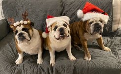 christmas bulldogs.jpg