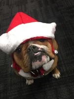 bella xmas.webp