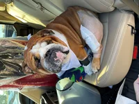 Cooper Post Op 1.webp