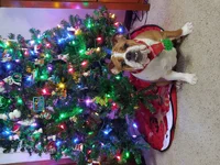 Christmas Lexi.webp