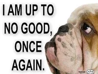 Bulldogs 43.webp