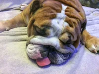 Sleepy.webp