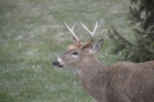 Beautiful Buck.jpg