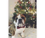 bubbs christmas 2017.webp