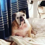 bailey.webp