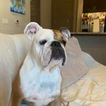 belle.webp